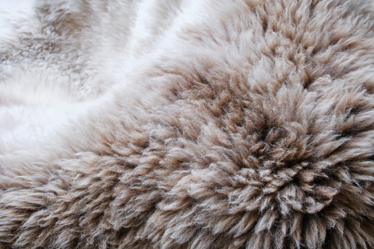 Background of a soft warm sheep fur in white and brown or beige. Closeup of wool sheep fleece skin texture. Top view.	