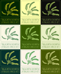 Set of vector drawing Tragacantha DASYANTHA in various colors. Hand drawn illustration. The Latin name is ASTRAGALUS DANICUS RETZ.