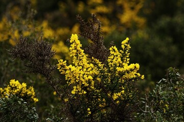 Yellow flowers