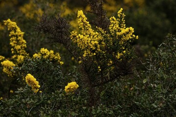 Yellow flowers