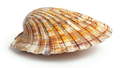A seashell featuring a distinctive brown stripe