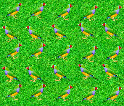 Gouldian Finch on the grass