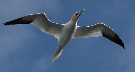Fou de Bassan sur la côte de granit rose en Bretagne - France