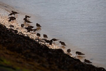 sandpiper on the beach