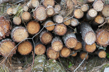 Pine tree trunks cut and stacked, deforestation. Cleaning the forests, preparing for winter or the wood and furniture industry.