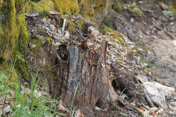 Part of a tree trunk clinging to the earth by its roots.