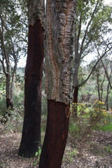 Detail of cork oak trunk with cork is extracted, and new layers are formed in the "Tras os Montes" region. Protected tree