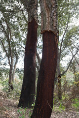Detail of cork oak trunk with cork is extracted, and new layers are formed in the 