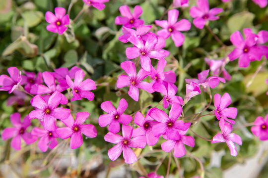 Oxalis articulata, or rose clover. Flowery background. Pink flowers in the garden. 