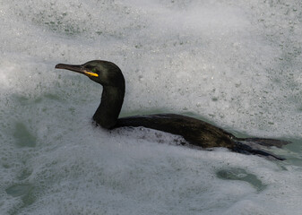 Cormoran qui nage dans la mer en Bretagne-France