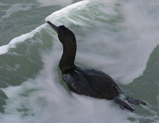 Cormoran qui nage dans la mer en Bretagne-France