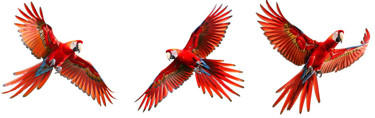 Flying wild red parrot