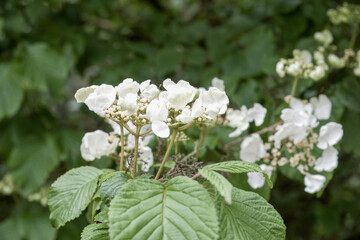 creamy white flowers of japenese snowball viburnum plicatum