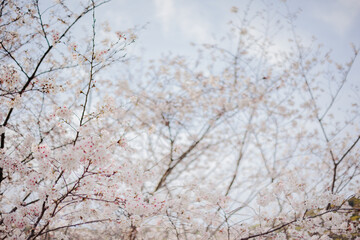 Cherry blossom in Japan. It is not AI generative image.
