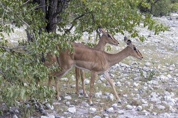 Picture of a group of Impalas in Etosha National Park in Namibia