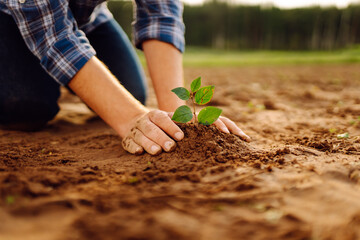 Farmer hand touches green plant in the field. Concept of natural farming, agriculture.