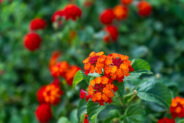 真夏の花壇で咲く赤いランタナの花