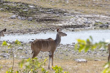 Picture of a Kudu at an waterhole in Etosha National Park in Namibia