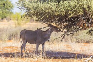 Picture of a Kudu in Etosha National Park in Namibia