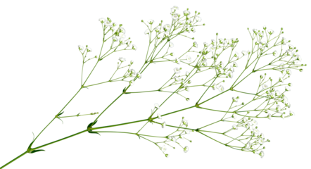 透明な背景で自由に使える、キリヌキかすみ草	