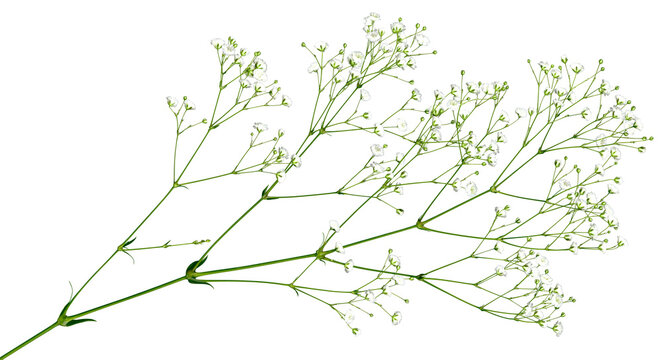 透明な背景で自由に使える、キリヌキかすみ草	