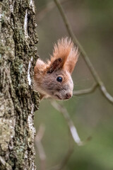 Red squirrel on a tree in the park