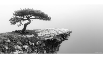 A solitary pine clung defiantly to the edge of a cliff, its twisted branches reaching skyward in a silent plea for life. - obrazy, fototapety, plakaty