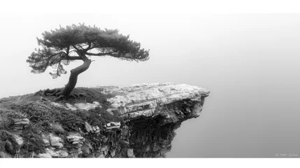Foto op Plexiglas A solitary pine clung defiantly to the edge of a cliff, its twisted branches reaching skyward in a silent plea for life. © Thai