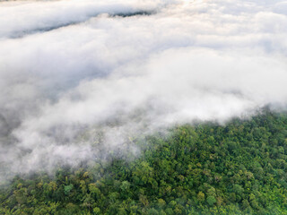 Tropical forests can absorb large amounts of carbon dioxide from the atmosphere. - 781372816