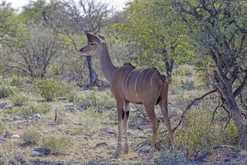 Naklejka na ściany i meble Picture of a Kudu in Etosha National Park in Namibia