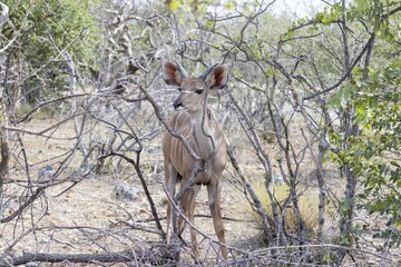 Picture of a Kudu in Etosha National Park in Namibia
