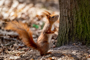 Squirrel in the park in spring - obrazy, fototapety, plakaty