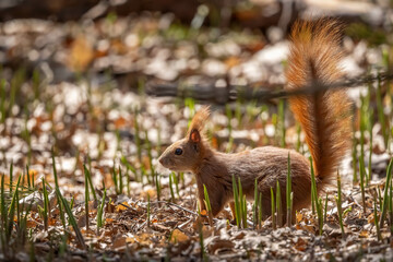 Squirrel in the park in spring