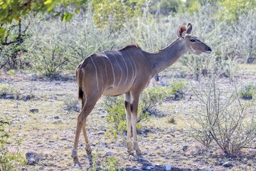 Obraz na płótnie Canvas Picture of a Kudu in Etosha National Park in Namibia