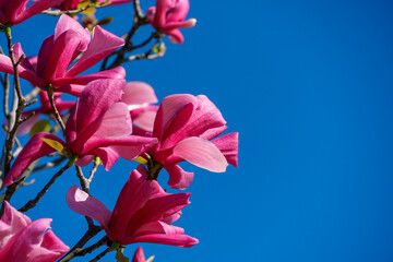 Beautiful branch of light pink Magnolia Soulangeana flower. Large pink magnolia flowers on blue sky...