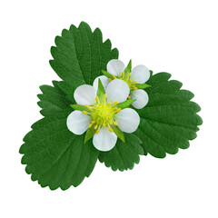 Strawberry blossoms and leaves isolated on white background