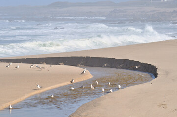 Mouth of a small river that passes by a beach, seagulls in the water and flying