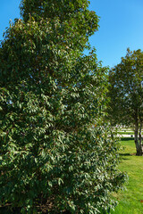 Fototapeta na wymiar Evergreen Prunus lusitanica (Portugal laurel) in city park Krasnodar. Public landscape 'Galitsky park' for relaxation and walking in sunny spring 2024.
