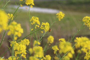 Yellow rape blossoms with bee perched on them