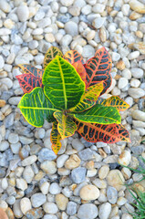 planta Croton