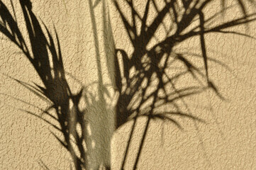 sombras de palmeira 