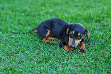 cachorro na grama, filhote de duchshund 