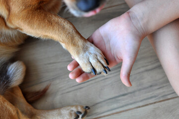 pata de cachorro doméstico com mão de menina , amor canino , melhor amigo 