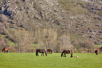 Mare horses with her cubs in a green valley. Equine livestock