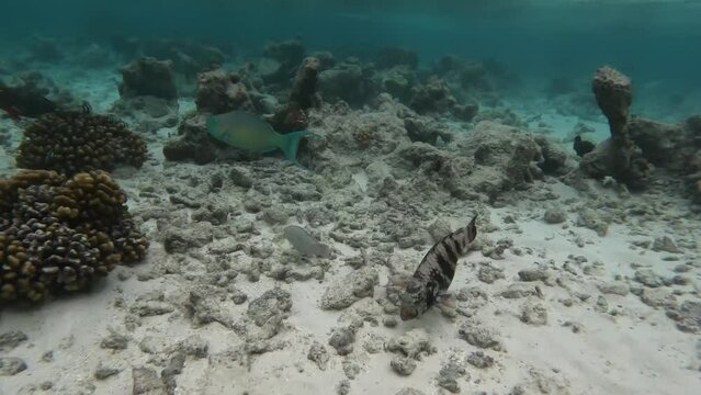 Colorful Parrotfish swims in sea and eats algae on corals and rocks.