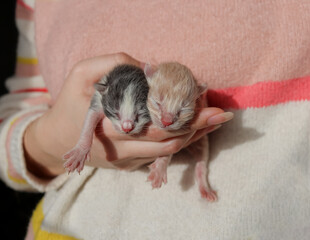 red and black and white small newborn kittens in the hands of a girl, the offspring of a domestic...