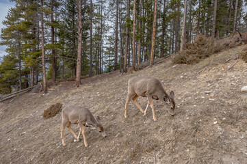 Two mule deer (Odocoileus hemionus) grazing on a barren slope in Banff National Park, Alberta, Canada