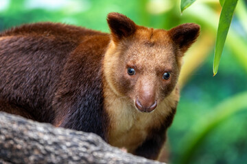 Goodfellows or ornate tree kangaroo against dense jungle foliage. This arboreal marsupial if found in Papua New Guinea and northern Queensland, Australia, and is endangered in the wild.