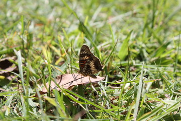Butterly on grass
