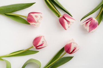 Pink tulips on a white background. Spring floral background. Flowers composition. Copy space, top view
